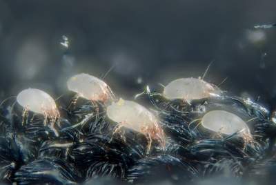 get rid of dust mites from mattress