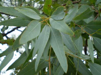 eucalyptus oil for cold