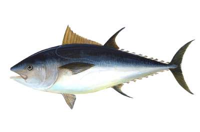 tuna fish allergy