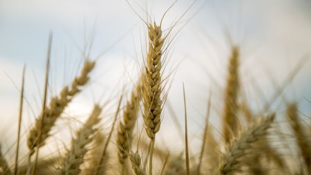 wheat allergy symptoms