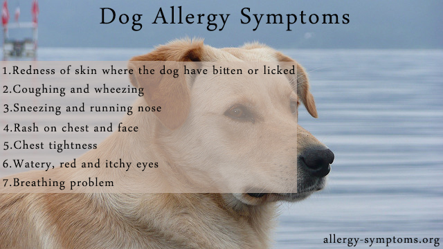 Dog-Allergy-Symptoms