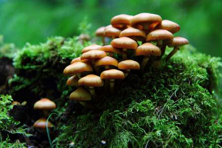 mushroom allergy