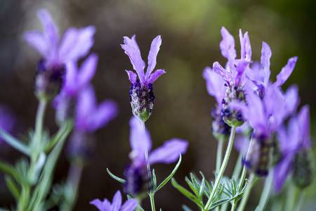 lavender oil allergy