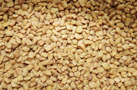 fenugreek allergy