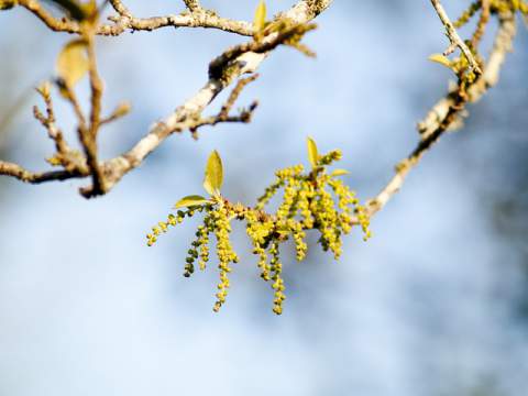 oak pollen allergy