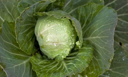 cabbage-allergy