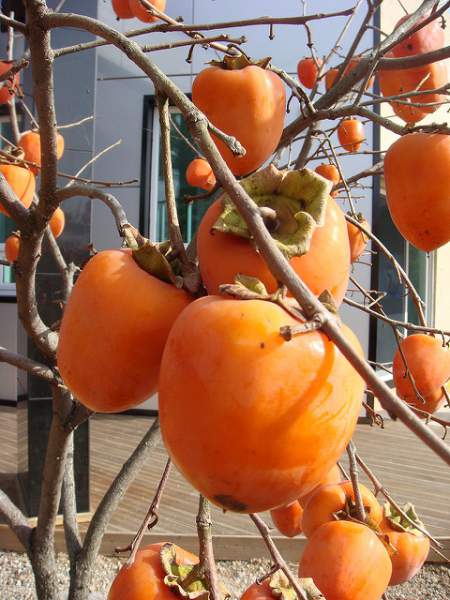 persimmon-allergy