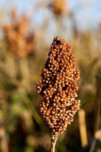 millet-allergy-symptoms