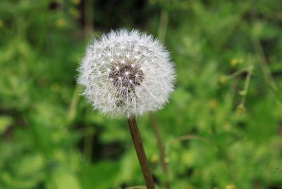 can-pollen-allergies-cause-body-aches