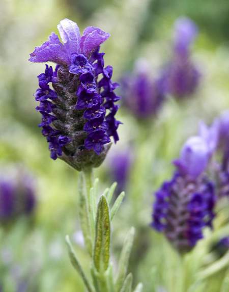 lavender-allergy-symptoms