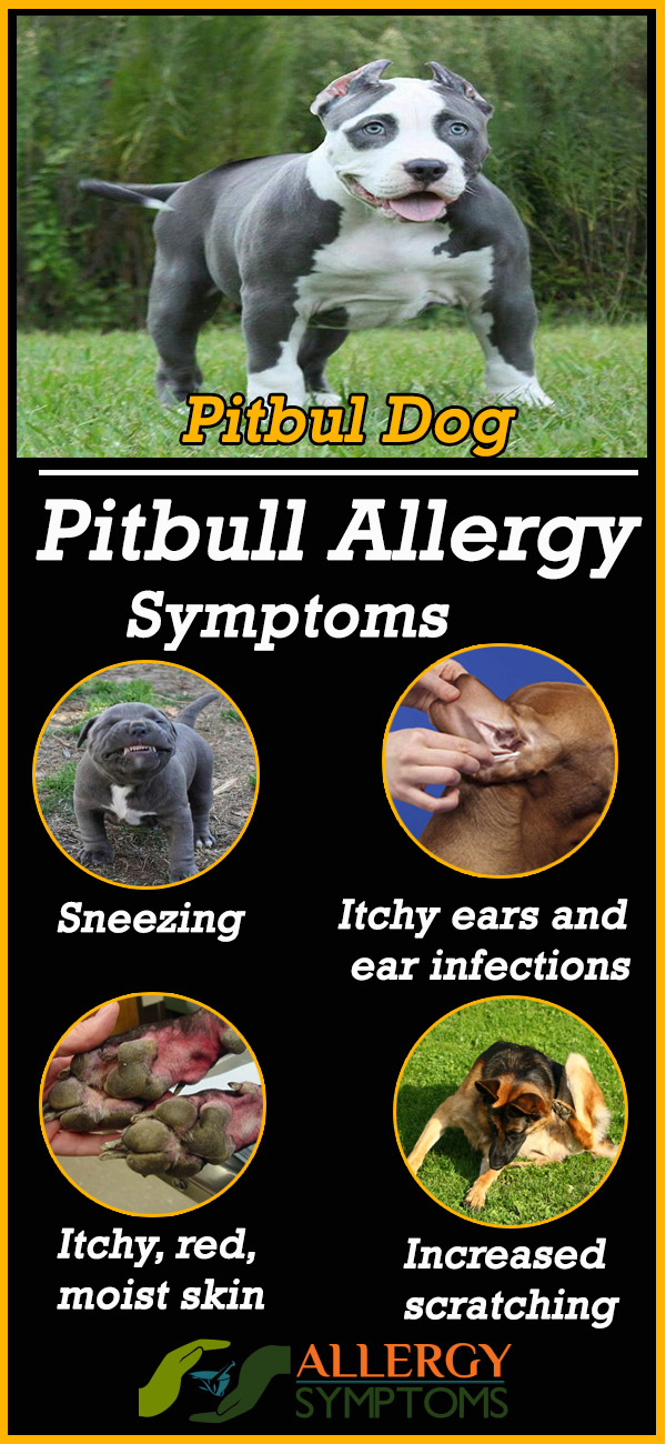 Pitbull Allergy Symptoms