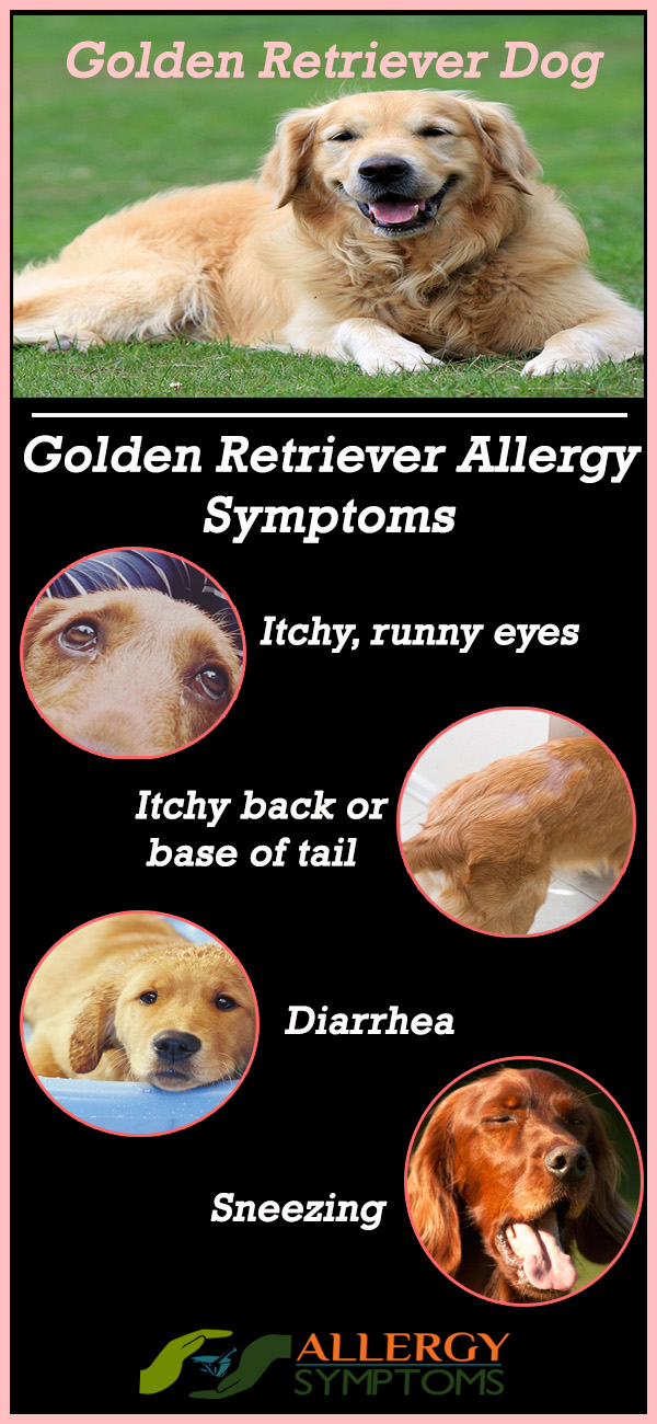 golden retriever allergy