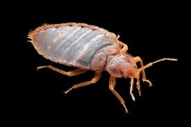 Bed Bug Allergy Symptoms