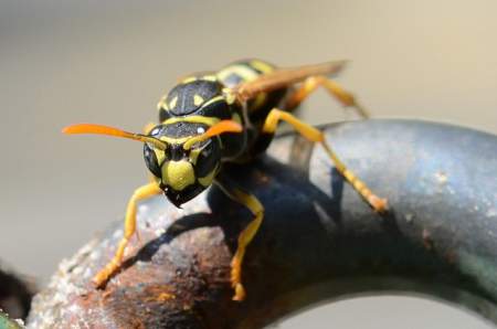 Wasp Sting Allergy Symptoms