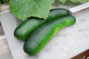 Cucumber