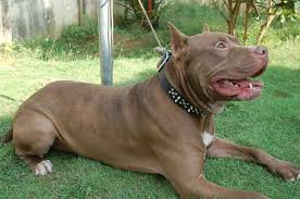 Is Your Pit Bull Suffering from Allergies
