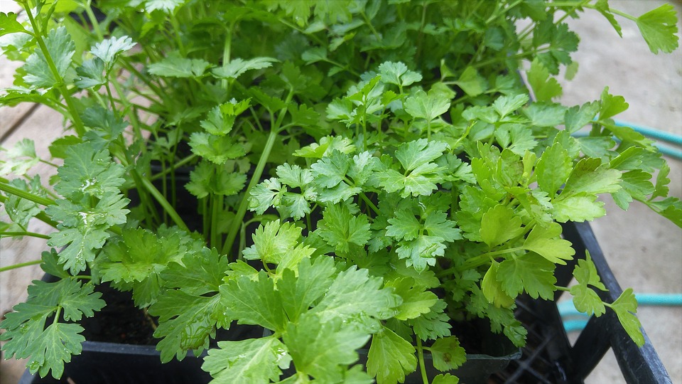 Cilantro Allergy Symptoms And Diagnosis Allergy Symptoms