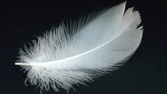 Feather Allergy