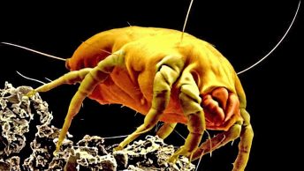 Dust Mite Allergies in Dog - Symptoms and Diagnosis