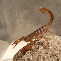 Scorpion Allergy