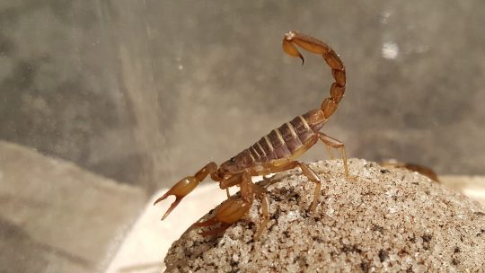 Scorpion Allergy