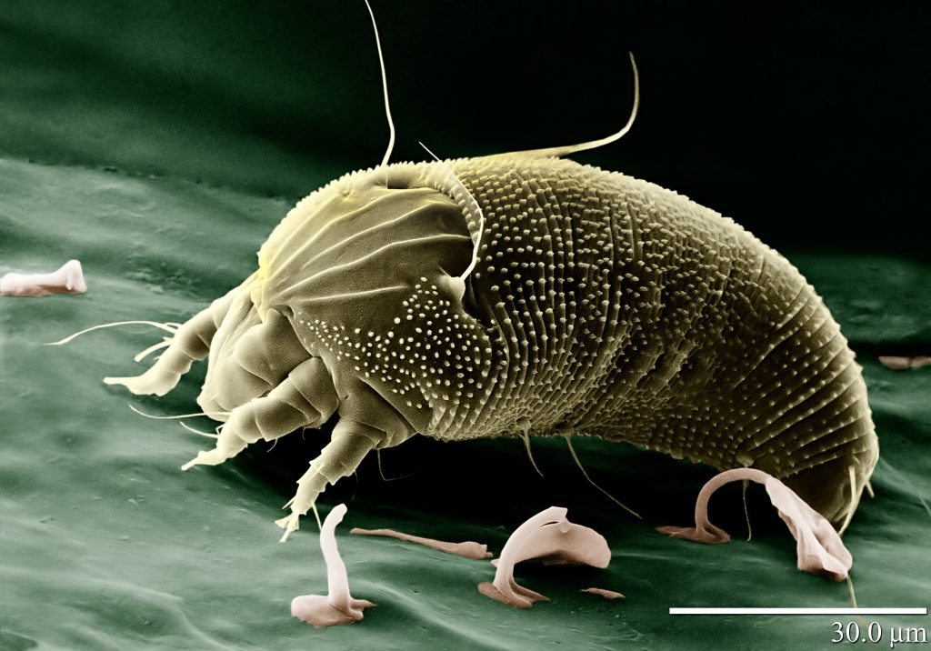 dust mites on dogs        <h3 class=