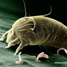 How to Treat Dust Mites on Dogs